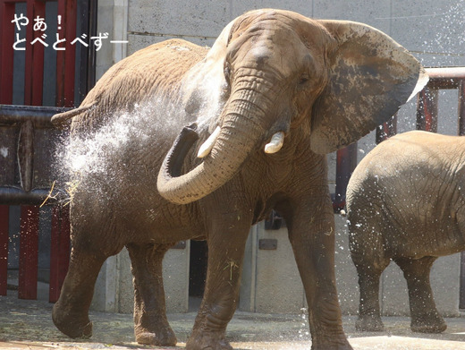 とべ動物園アフリカゾウ:アフ、リカ、媛、砥夢、砥愛