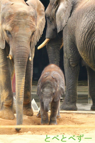 アフリカゾウの赤ちゃん:砥愛(とあ)ちゃん成長日記