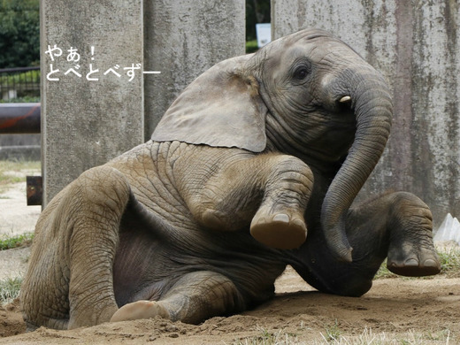 とべ動物園アフリカゾウ