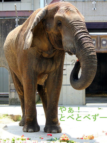 アフリカゾウの写真満載のブログ:やぁ!とべとべずー