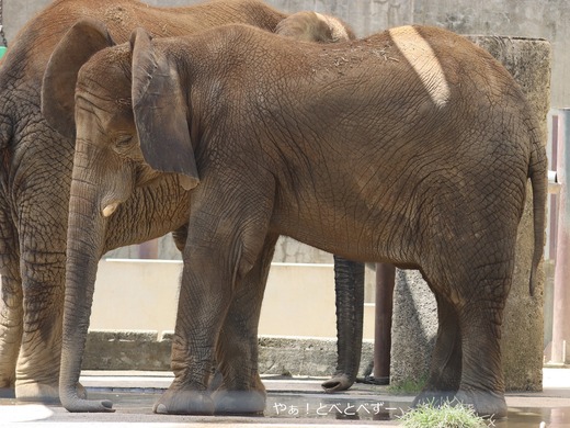 とべ動物園アフリカゾウ:砥愛ちゃん(メス、12歳)