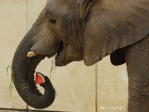 とべ動物園アフリカゾウ:砥愛ちゃん(メス、10歳)