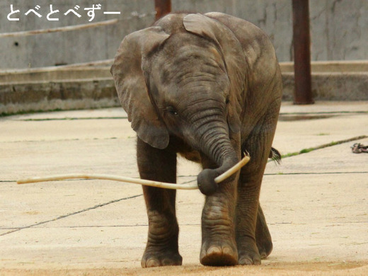 とべ動物園アフリカゾウの赤ちゃん：砥愛ちゃん(2013.6.1生まれ)