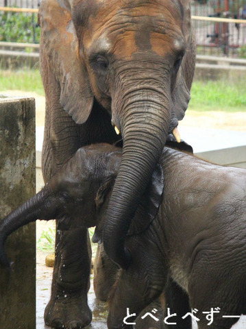 とべ動物園アフリカゾウのブログ:やぁ!とべとべずー