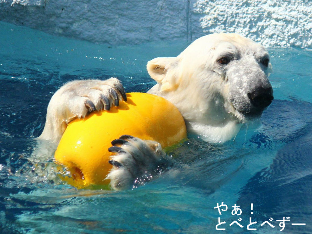 臨時増刊号 ピース 大プールに登場 やぁ とべとべずー与茂駄 よもだ くあとろ とべ動物園で暮らすアフリカゾウのブログ