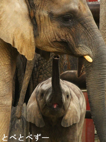 とべ動物園ゾウの親子：媛（長女）、砥夢（長男）、砥愛（次女）