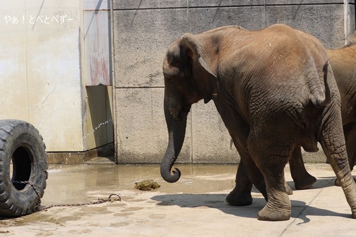 日本で初めて人工哺育で育った媛ちゃん:愛媛とべ動物園