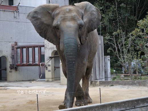 日本で唯一血縁関係のあるアフリカゾウの親子が暮らす愛媛とべ動物園