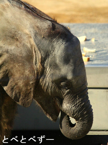 ゾウの写真満載のブログ：やぁ！とべとべずー
