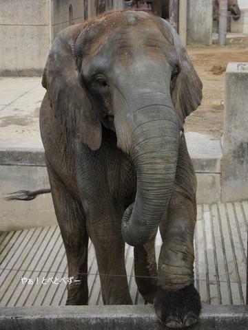 とべ動物園アフリカゾウ：アフ、リカ、媛、砥夢、砥愛