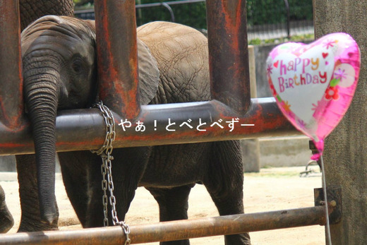 とべ動物園アフリカゾウ砥愛2歳のお誕生会