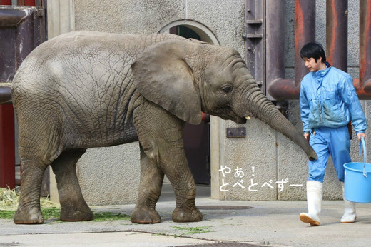 とべ動物園アフリカゾウ：砥愛ちゃん（2013.6.1生まれ）