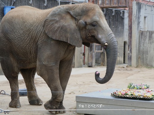 アフリカゾウ、アジアゾウ大好きブログ：やぁ！とべとべずー