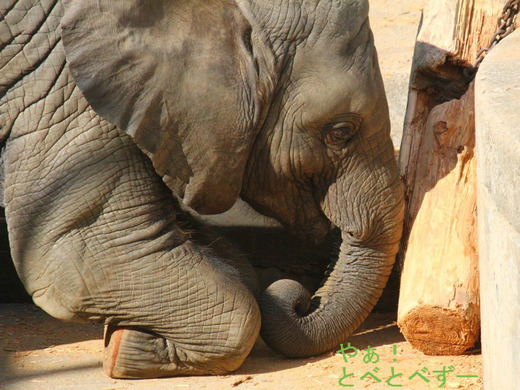 とべ動物園アフリカゾウ・砥愛ちゃんのブログ：やあ！とべとべずー
