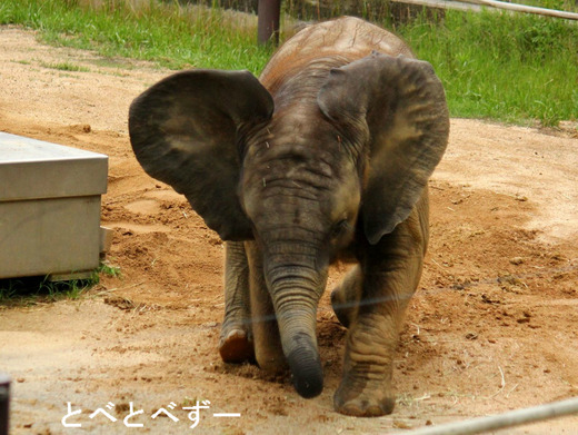 とべ動物園アフリカゾウ：アフ、リカ、媛、砥愛