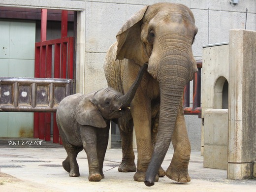とべ動物園アフリカゾウのブログ：やぁ！とべとべずー