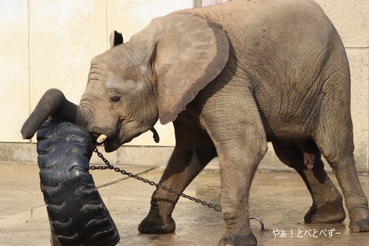 とべ動物園アフリカゾウ：砥愛ちゃん（メス、9歳）