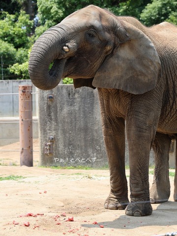 スイカが大好きなアフリカゾウの媛@愛媛県立とべ動物園