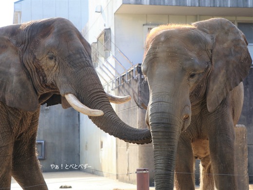 日本で初めて人工哺育で育った媛ちゃん:愛媛とべ動物園