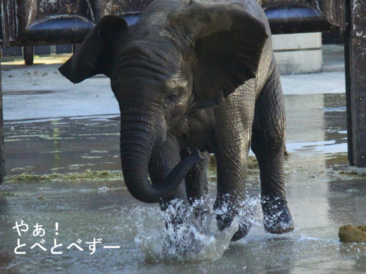とべ動物園アフリカゾウの砥愛ちゃん３歳お誕生会
