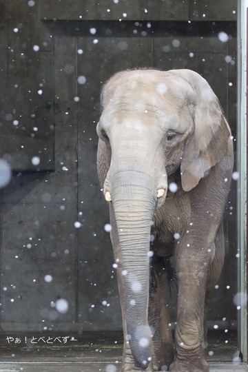 とべ動物園ブログ：やぁ！とべとべずー