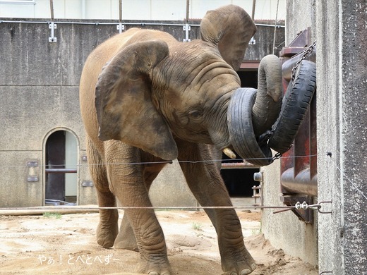 とべ動物園ブログ:砥愛、まんぷく、リュウト、ララ、イオ