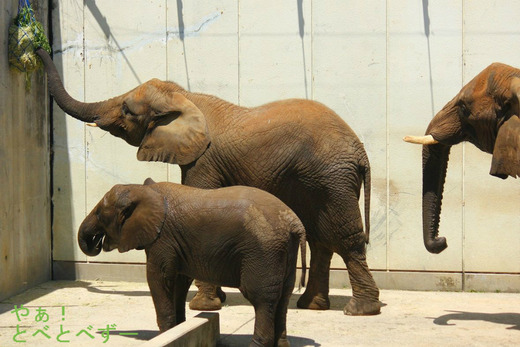 砥愛ちゃんの３歳のお誕生会は5月29日（日曜日）開催