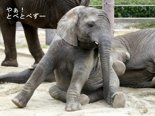 アフリカゾウの子象の砥愛ちゃん(メス、4歳)