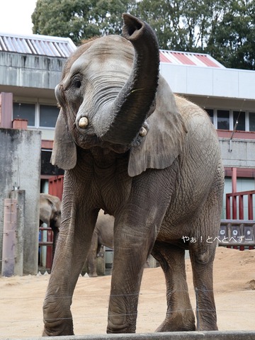 とべ動物園アフリカゾウのブログ:やぁ!とべとべずー