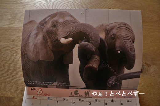とべ動物園2021年カレンダー:6月アフリカゾウの親子