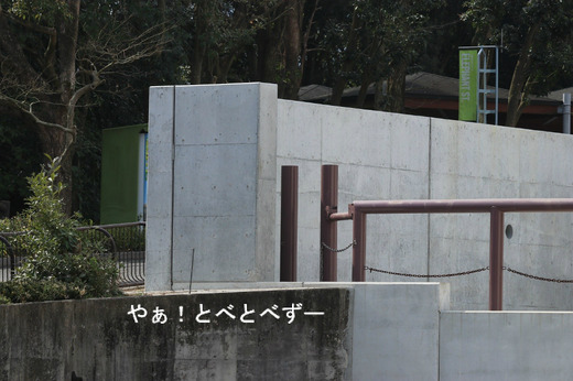 愛媛県立とべ動物園アフリカゾウ舎改修後