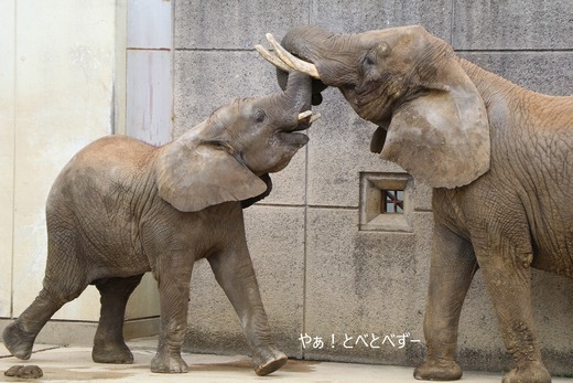アフリカゾウの親子：リカ母さん、砥愛ちゃん