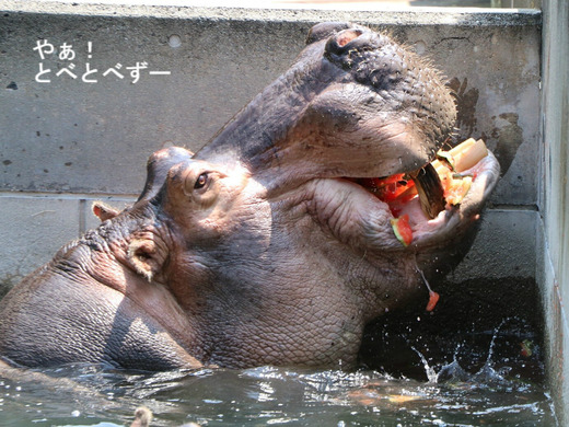 とべ動物園ブログ:スイカを食べるカバ(やぁ!とべとべず)