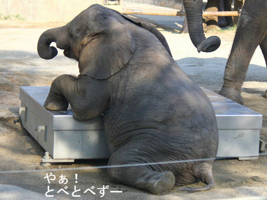 とべ動物園アフリカゾウの子象の砥愛ちゃん(メス、2歳)