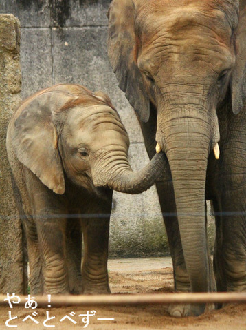 アフリカゾウの媛ちゃんの誕生会を11月8日に実施します。