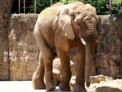足の長い砥夢(トム)くん:多摩動物公園