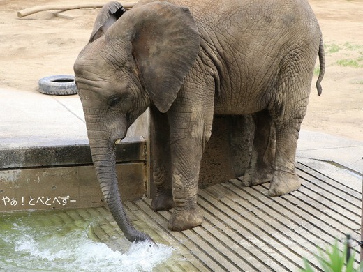 とべ動物園アフリカゾウのブログ:やぁ!とべとべずー