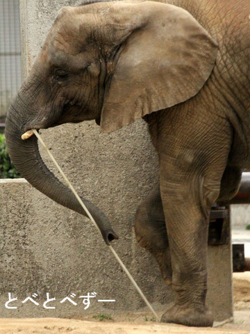とべ動物園ゾウの親子：媛ちゃん（長女、７歳）