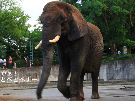 とべ動物園アフリカゾウ:リカ(母親象)