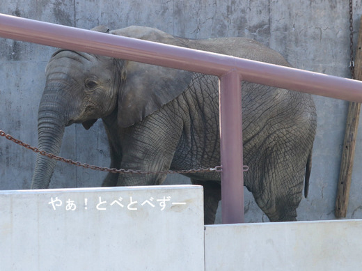 とべ動物園アフリカゾウの子象の砥愛ちゃん