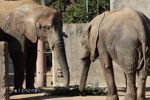 とべ動物園アフリカゾウの仲良し姉妹:媛ちゃん、砥愛ちゃん