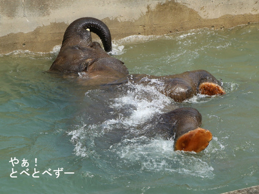 日本で唯一血縁関係のあるアフリカゾウの親子が暮らす愛媛とべ動物園