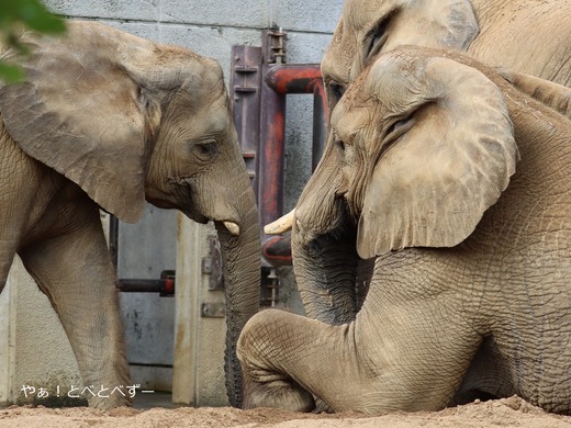 アフリカゾウの仲良し姉妹:砥愛、媛