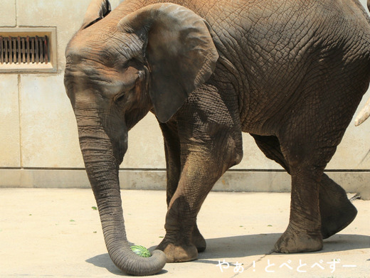 とべ動物園アフリカゾウ：媛ちゃん（メス、12歳）