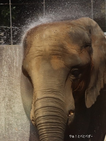 とべ動物園アフリカゾウ：媛ちゃん（メス、14歳）