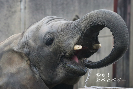 とべ動物園アフリカゾウのブログ:やぁ!とべとべずー