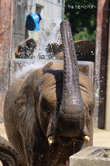 水浴びをするアフリカゾウの砥愛@愛媛県立とべ動物園