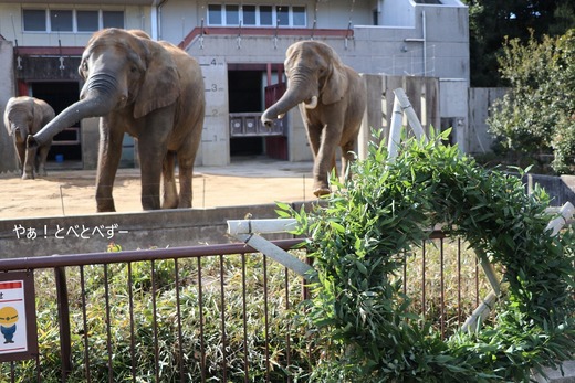 とべ動物園アフリカゾウのブログ:やぁ!とべとべずー