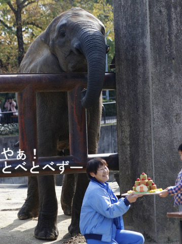 とべ動物園アフリカゾウ：媛ちゃん（2006.11.9生まれ）