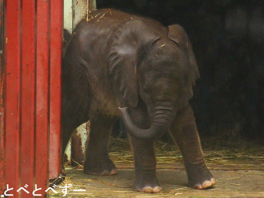 媛(ヒメ)、砥夢(トム)に妹誕生。名前は砥愛(トア)